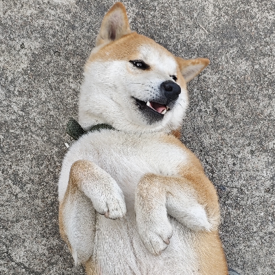 avatar of 柴柴不吃饭