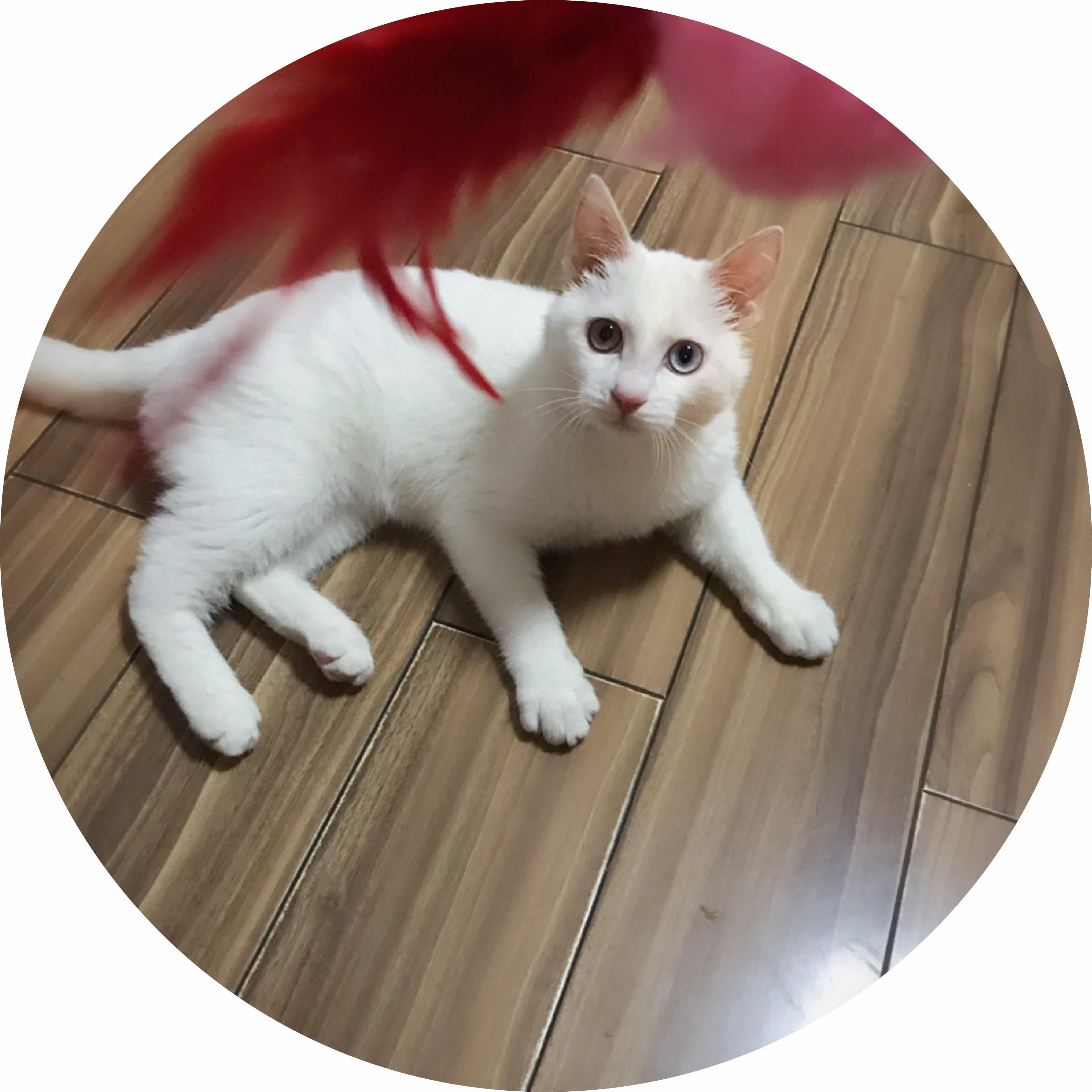 avatar of 白猫