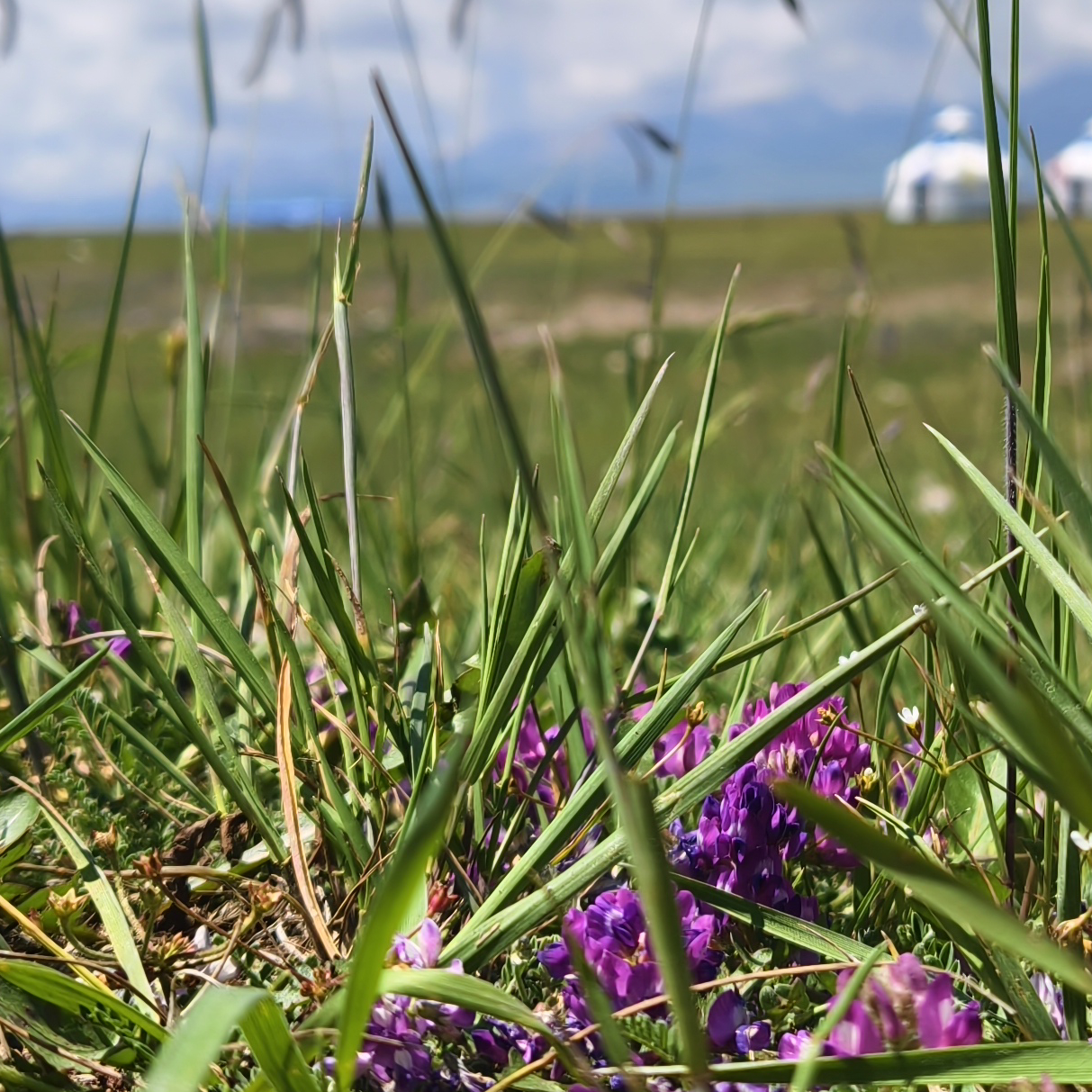 avatar of 心碎乌托邦