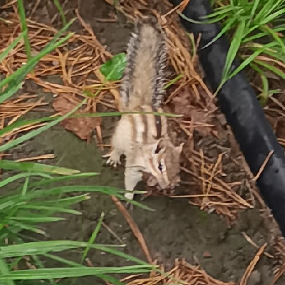 avatar of 多啦爱梦