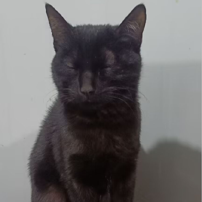 avatar of 梅莉猫