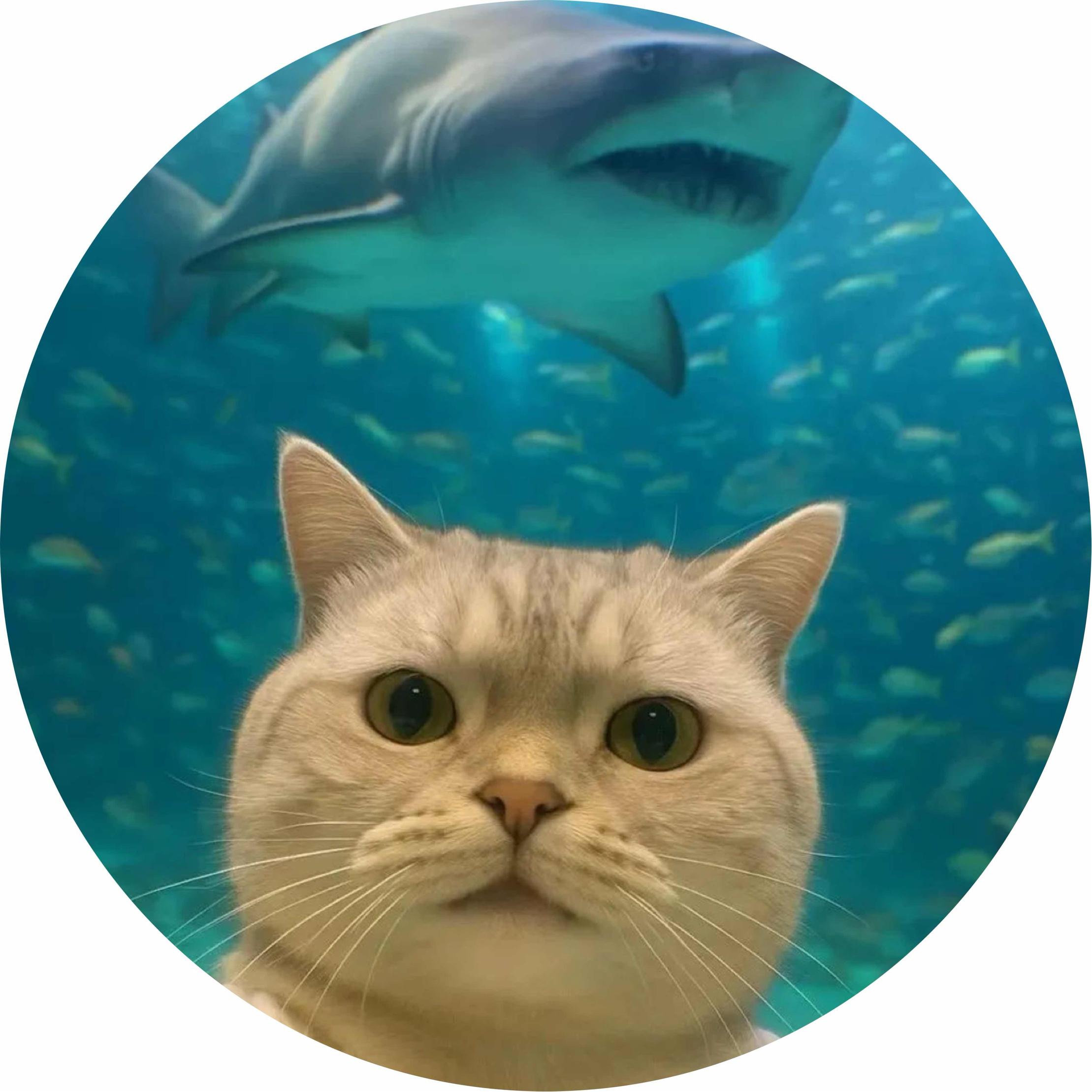 avatar of 狼狼