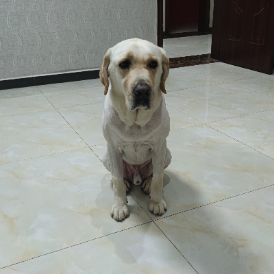 avatar of 包大爷来也