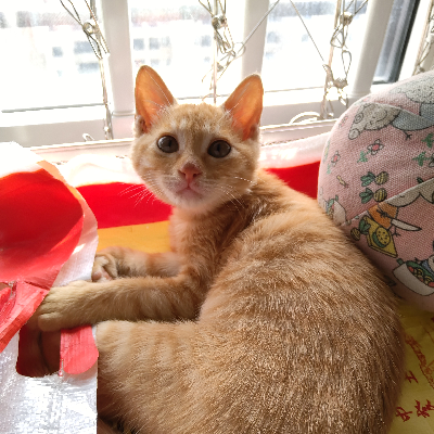avatar of 小咪