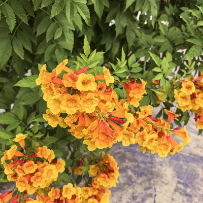 avatar of 秋风扫落叶