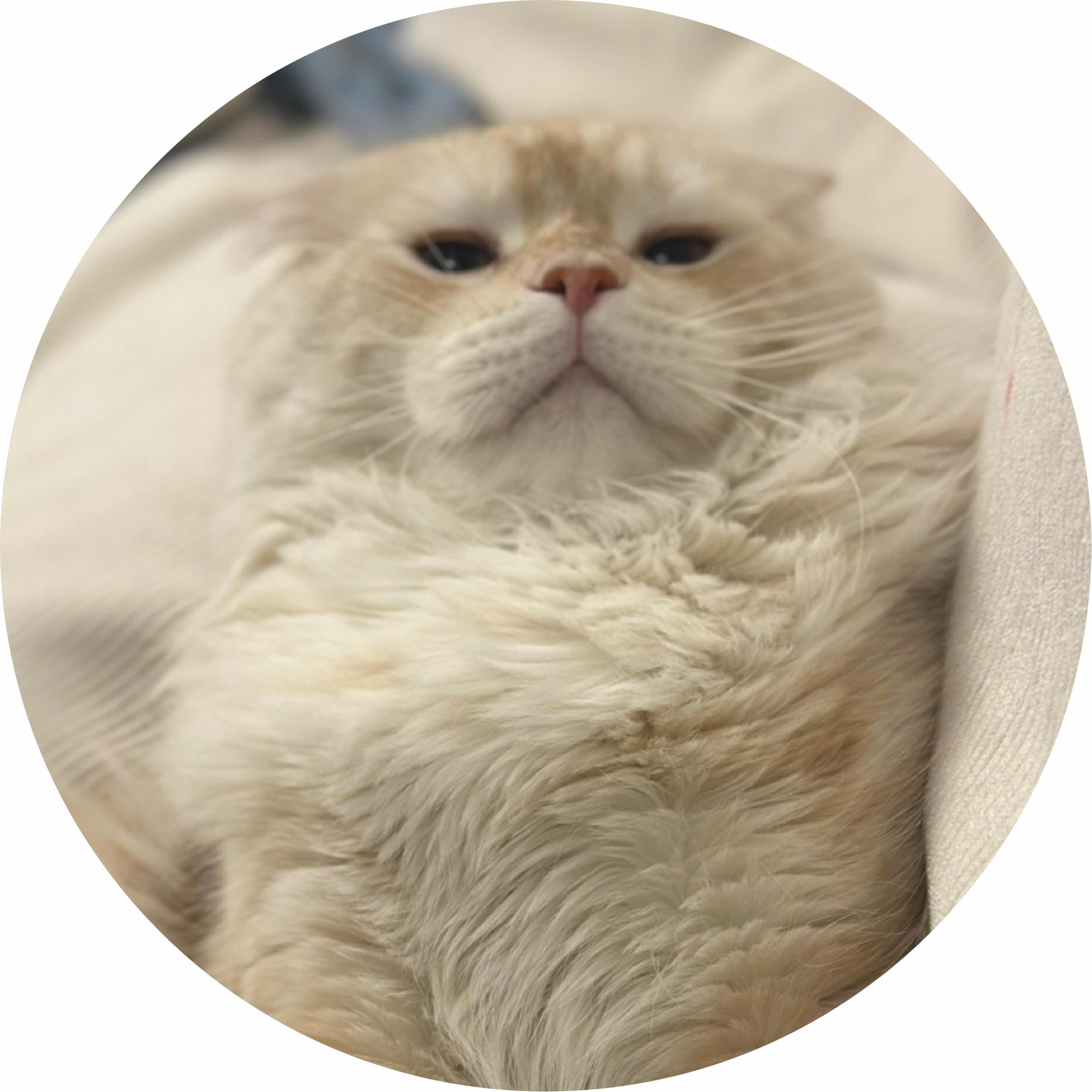 avatar of 哈利啵啵