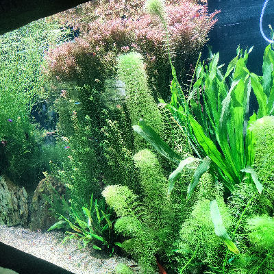 avatar of 库克船长