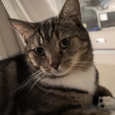 avatar of 可乐奶茶薯条