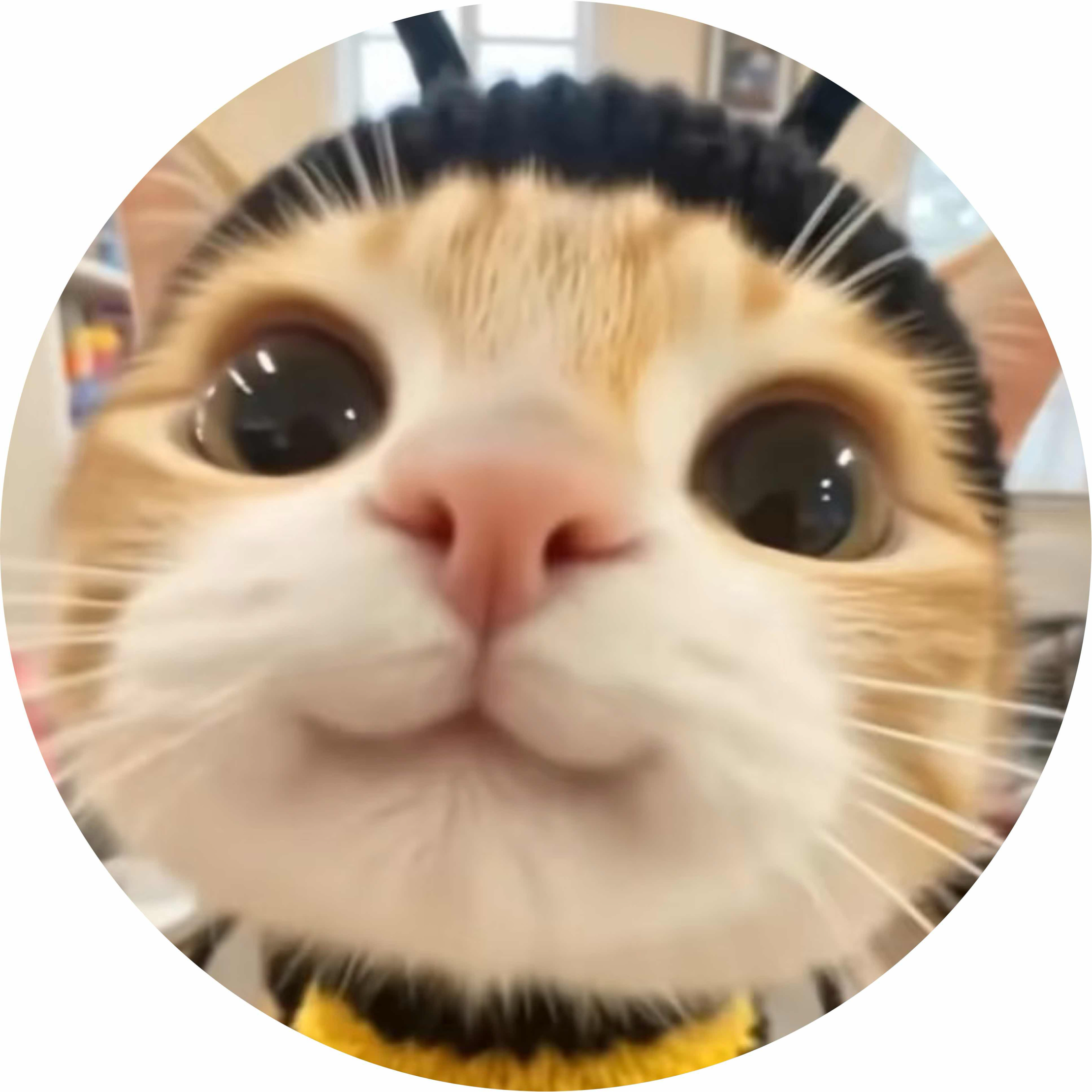 avatar of 蜜蜂猫3D玩具