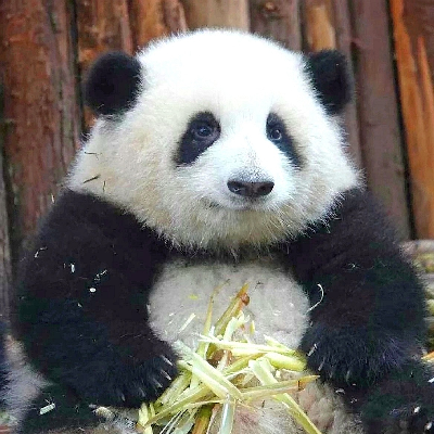 avatar of 山有木兮木有枝