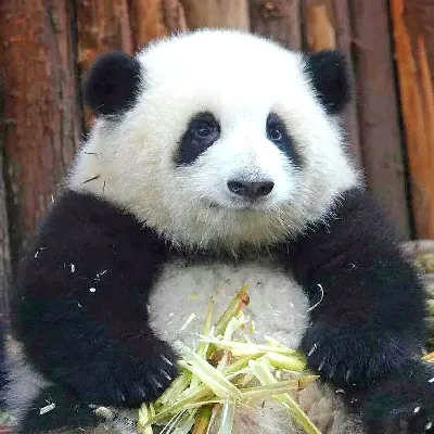 山有木兮木有枝