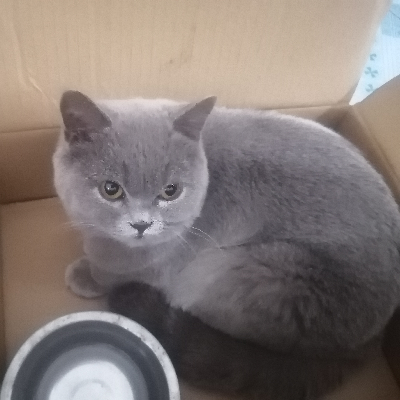 avatar of 大道无形我有型