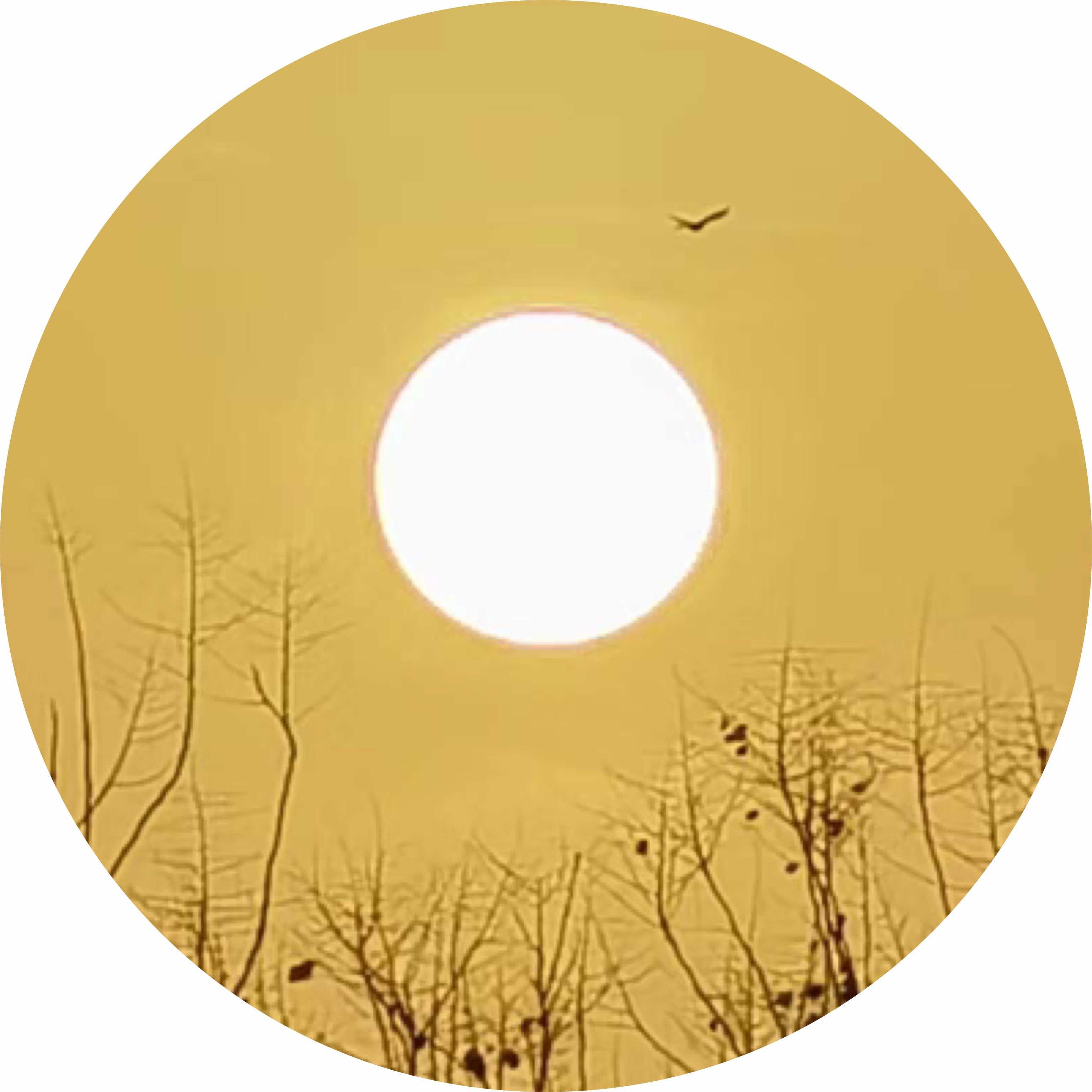 avatar of 用户37105923638