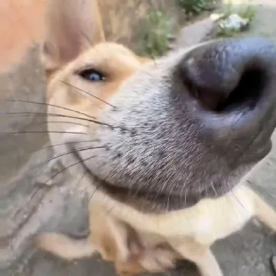 欣墨派