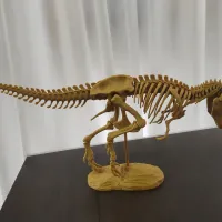 三角龙化石 恐龙-2