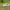 虎式坦克