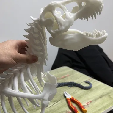 暴龙骨架-0