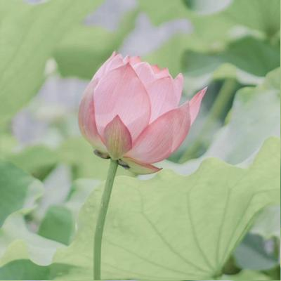 avatar of 宝宝不哭