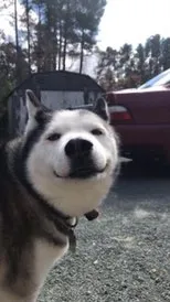 公开模型