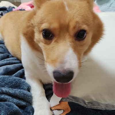 avatar of 黄金可乐糖