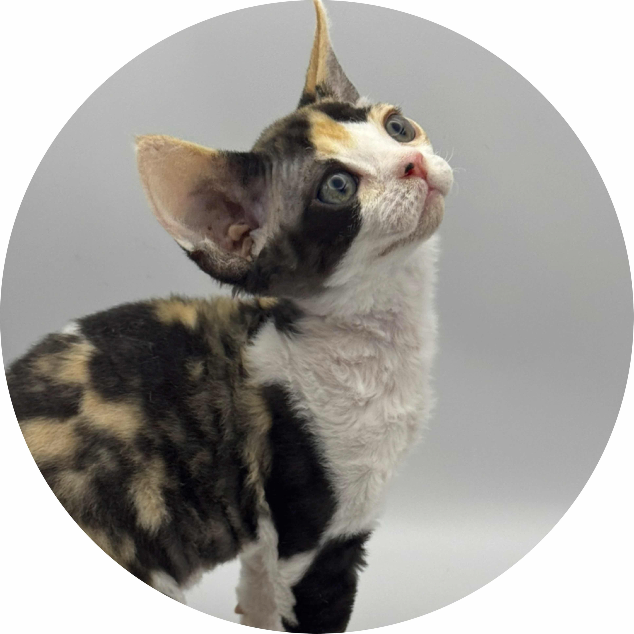 avatar of 小浣熊呀