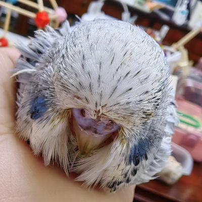 avatar of 萌新冒险家