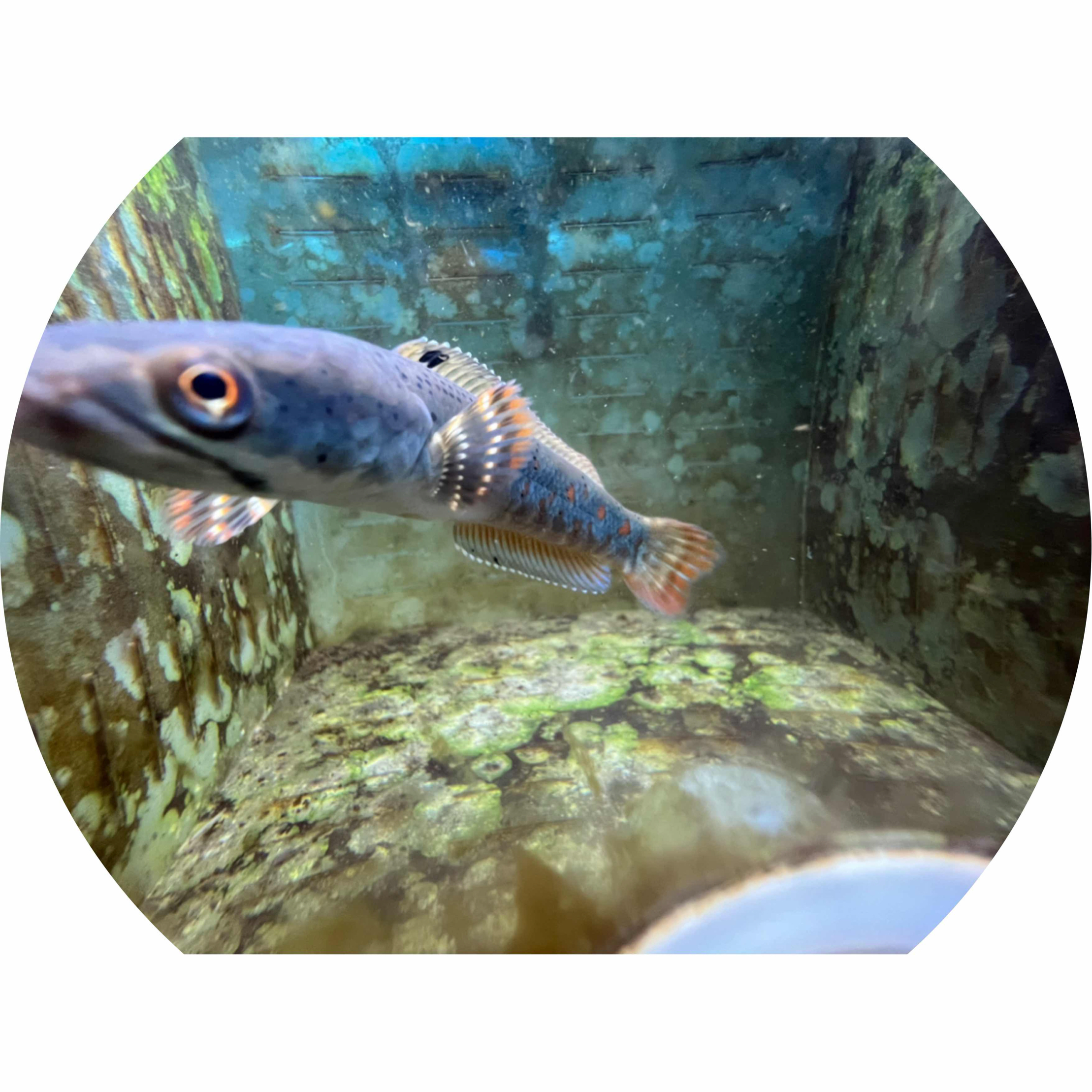 avatar of 天狼