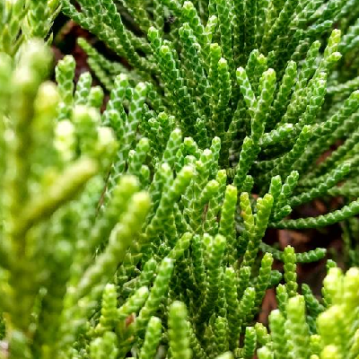 avatar of 白嫖王中王中王